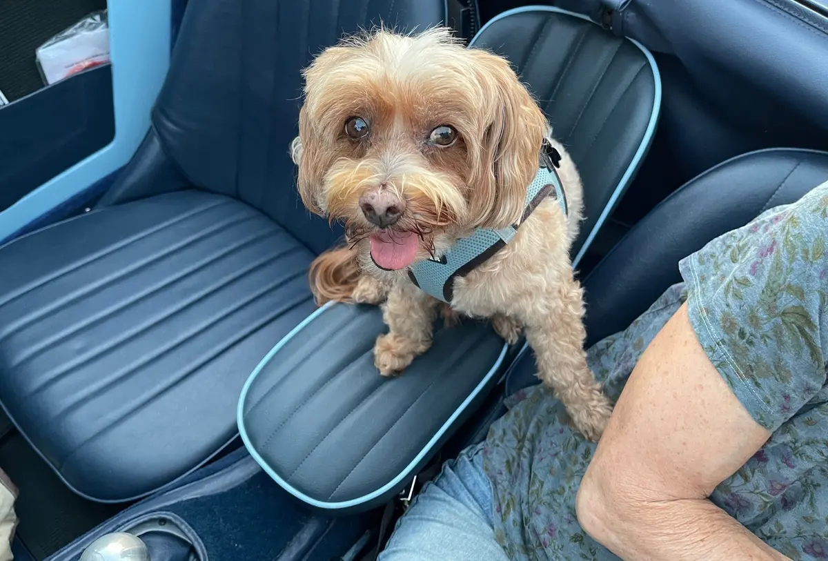 Bugeye Sprite Dog Seat (Based On The Original Child Seat) 1